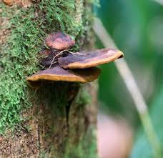 Image result for Priva flabelliformis