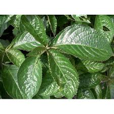 Daun keji beling juga memiliki manfaat untuk mencegah kanker. Daun Pecah Beling Segar Kejibeling Original Shopee Indonesia