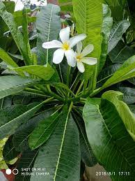 Cluster Of Kemboja Flowers Champa Plant Plants Beautiful Flowers Horticulture