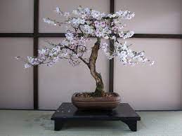 Cherry Bonsai Tree Care Guide Bonsai Tree Care Bonsai Tree Types Bonsai Tree
