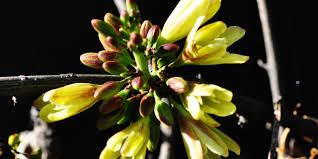 Image result for Adenia fruticosa