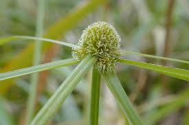 Image result for Kyllinga squamulata