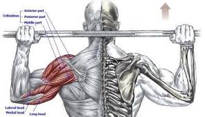 Human muscle system, the muscles of the human body that work the skeletal system, that are under voluntary control, and that are concerned with movement, posture, and balance. Behind The Neck Shoulder Press Strength Training Anatomy Muscle Diagram Gym Tips