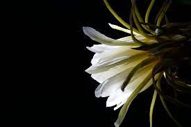 Photo from gallery photos with flowers. Flower Pitaya White Pure Pitaya Flower Serenity Black Background Nature Isolated On Black Single Flower Pxfuel