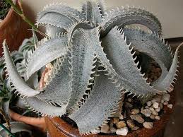 Image result for Xylopia lukei
