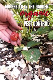 Eggshells In The Garden Organic Pest Control In 2020 Egg Shells In Garden Getting Rid Of Slugs Egg Shells