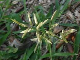 De la wikipedia, enciclopedia liberă. Scheda Ipfi Acta Plantarum Eragrostis Cilianensis