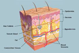 Outer external part of human ear structure picture and definitions medical anatomy educative background poster vector. The Skin Human Anatomy Picture Definition Function And Skin Conditions