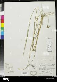 Image result for Sporobolus pyramidalis