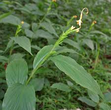 Image result for Globba