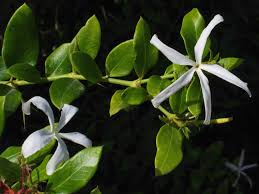 Image result for Carissa praetermissa