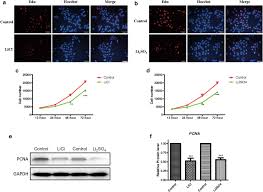 The signs of lithium toxicity are easy to identify but can be fatal to ignore. The Toxicity Of Lithium To Human Cardiomyocytes Environmental Sciences Europe Full Text