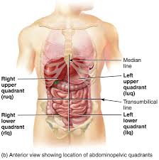 The reason for dividing the abdomen into four different quadrants is that it assists physicians and anatomists in diagnosing, studying, and giving therapy to problems associated with the different regions of the abdomen. Lab 1 Anatomical Terminology Summer2020 Crn 30085 Biol110m Section A Anatomy Physiology I