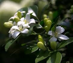 Image result for Murraya paniculata