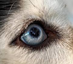 All Things Husky Eye Color Variations And Common Eye