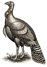 See turkey cartoon stock video clips. Drawing Wild Turkey Logo Turkey Art Turkey Drawing Wild Turkey