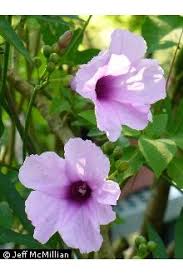 Image result for Ipomoea involucrata