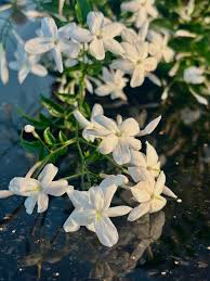 Image result for Jasminum schimperi