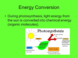 Topic 2 9 Photosynthesis Ppt Download