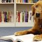 Tales for Tails (Lowell)