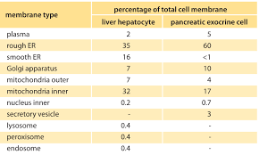 how big is the endoplasmic reticulum of cells