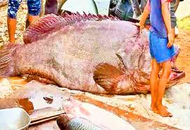 Welcome, pandugappa fish curry recipe is a south indian curry recipe made with seabass pandugappa chepa mukkala iguru sea bass fish curry my kitchen gadgets amzn.to/3bwub2c. Pandugappa Fish Hunting In Lake In East Godavari