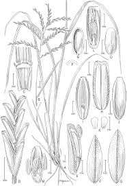 Image result for Brachyachne patentiflora
