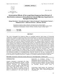 Image result for Buchholzia