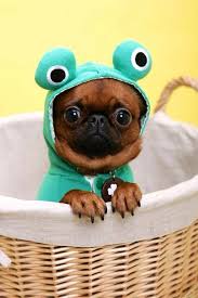 Community Post The Cutest Animals You Have Ever Seen Cute Animals Cute Dogs Pets