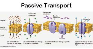Passive Transport Cell Biology Microbe Notes
