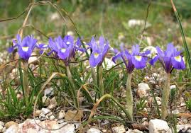 Image result for Sisyranthus imberbis