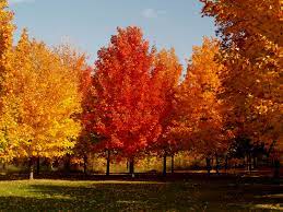 Check spelling or type a new query. Sugar Maple The King Of The Shade Trees Knecht S Nurseries Landscaping Maple Tree Seeds Shade Trees Autumn Trees