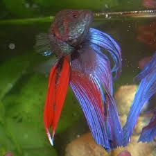 Betta fish can have tank mates with the right size aquarium and care. Betta Fish Tank Setup Ideas And Advice Pethelpful By Fellow Animal Lovers And Experts
