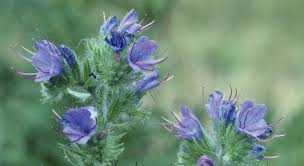 Image result for Echium