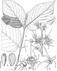 Image result for Crepidorhopalon namuliensis