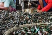 Kerang kupang ini juga disebut juga kerang putih atau corbula faba. Manfaat Kerang Kupang Faunadanflora Com