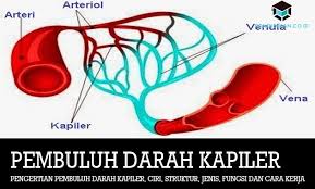 Di dalam kedudukan dan peran sosial terdapat dua dimensi gerak sosial yang cukup prinsip. Pembuluh Darah Kapiler Struktur Jenis Fungsi Cara Kerja