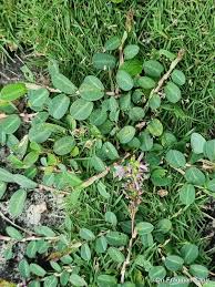 Image result for Alysicarpus zeyheri