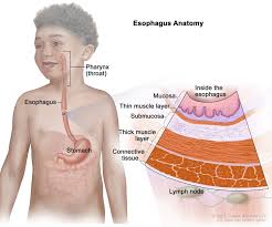 Image result for esophagus