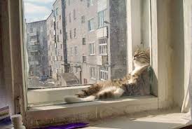 Bilderesultat for animals sitting like people