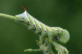 A Truly Helpful Caterpillar Identification Chart