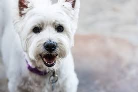 All dogs, at a minimum, are spayed or neutered, vaccinated against rabies, distemper, parvovirus, and bordatella (kennel cough), heartworm tested and/or started on heartworm preventative medication, microchipped, treated for fleas and ticks, dewormed, and each adoption includes 30 days of free pet insurance premium. Maryland Westie Rescue Mwr