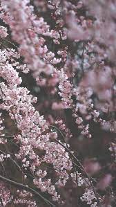 Maybe you would like to learn more about one of these? 84 Blossom Iphone Wallpapers Ideas Iphone Wallpaper Preppy Wallpaper Cute Wallpapers