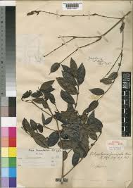 Image result for Polysphaeria