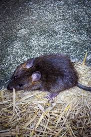 It only takes a few seconds to get a comprehensive list of the peoria pest control companies right before. Dependable Pest Control In East Peoria Il 61611 2611