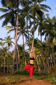 Coconut tree stock photos and images (94,423). Beautiful Woman In Red Indian Trousers Doing Tree Pose Vrikshasana Stock Photo Picture And Royalty Free Image Image 9231923