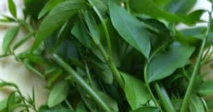 Orang jawa kat malaysia nie gunakan rizom. Anim Agro Technology Cekur Manis Kenali Dan Khasiatnya