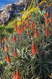 Image result for Aloe lutescens