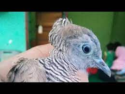 Biasanya harga burung tergantung ketersediaannya. Perkutut Jambul Asli Dan Palsu Versi Mbah Moh Youtube