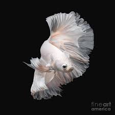 Betta fish plakat halfmoon fancy candy multicolor. Betta Fishsiamese Fighting Fish Photograph By Nuamfolio